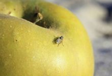 超簡單！預防水果四周小飛蟲的超有用小方法！！