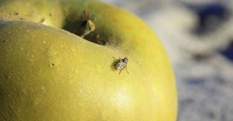超簡單！預防水果四周小飛蟲的超有用小方法！！