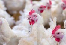 哪些雞肉不要買？紅斑、瘀血、雞皮鬆脫都要避開！