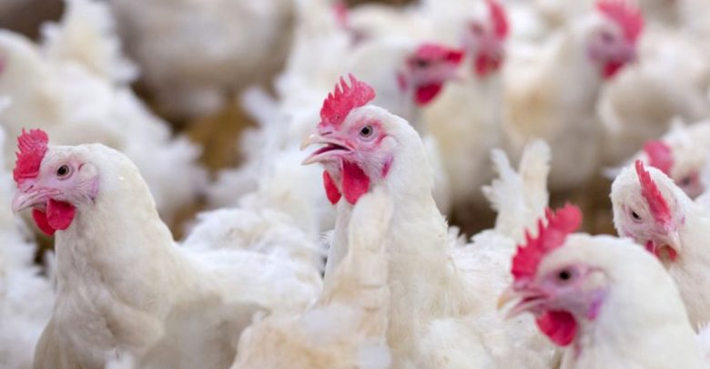 哪些雞肉不要買?紅斑、瘀血、雞皮鬆脫都要避開!