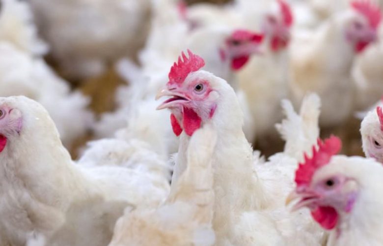 哪些雞肉不要買？紅斑、瘀血、雞皮鬆脫都要避開！