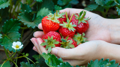 草莓是農藥殘留最多的水果？其實清水沖洗就可以安心吃