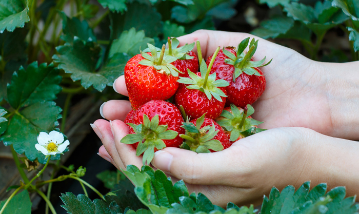 草莓是農藥殘留最多的水果？其實清水沖洗就可以安心吃